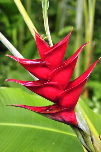 île aux fleurs Martinique
