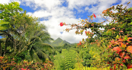 les incontournables martinique