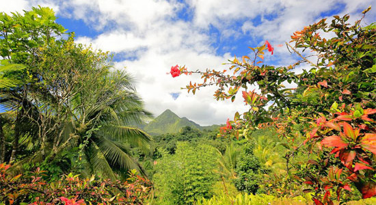 les incontournables martinique