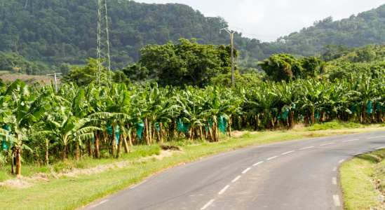 ROUTE avis antilles